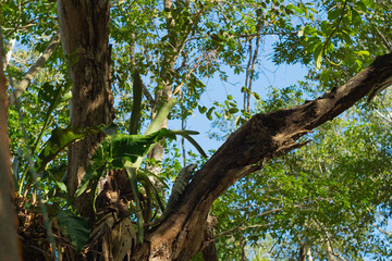 Tropical forest trees with sunlight filtering through green leaves and blue sky background. Natural jungle landscape with lush vegetation and warm light.
