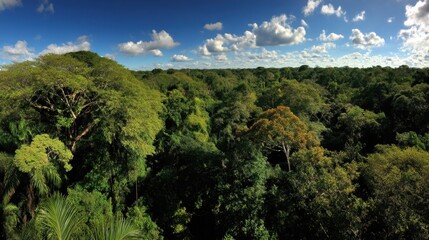 Lush green canopy of the Amazon rainforest under a bright blue sky with fluffy white clouds aerial view of dense jungle vegetation and diverse trees