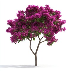 Stunning Bougainvillea Tree Isolated on White Background: A Vibrant Display of Magenta Blooms
