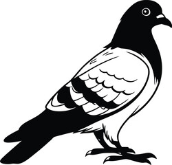 dove on white background