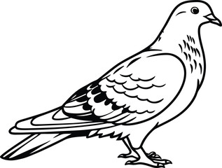 Fototapeta premium vector illustration of a pigeon