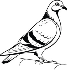 white dove isolated on white