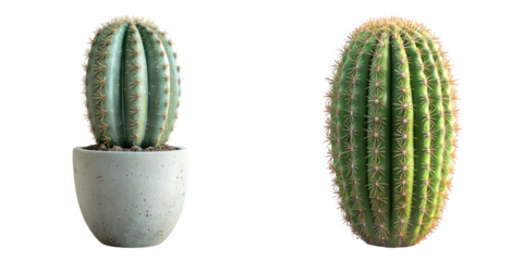 Tall barrel cactus pair in sleek white pots isolated on transparent PNG image perfect for minimalist botanical prints or home-office visuals