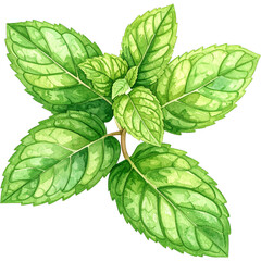 Watercolor illustration of fresh mint leaves in vibrant green tones isolated on transparent background
