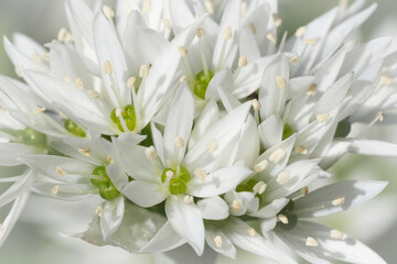 Closeup on a cluster of white Bear leek or garlic flowers, Allium ursinum