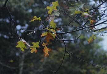 Close-Up of Autumn Leaves on Tree Branches