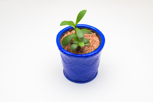 A small jade plant in a blue pot against a white background