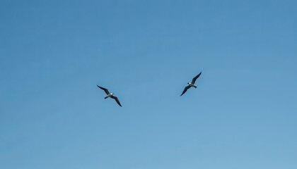 Obraz premium Two birds glide effortlessly through a bright blue sky, showcasing their graceful silhouettes against the backdrop of a sunlit day. The scene captures the essence of freedom