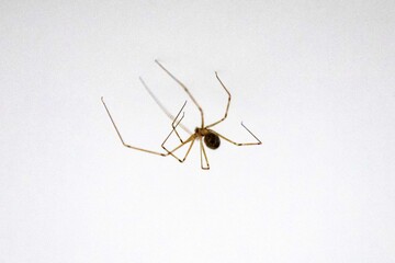 Pholcus phalangioides J.K. Füssli, 1775, commonly known as the house-knight[1][2], is a species of spider belonging to the family Pholcidae, common in homes and in dark and humid spaces.