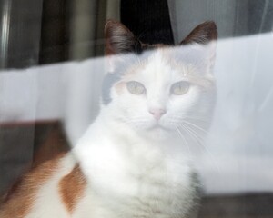 A beautiful calico cat peers through a window, its eyes reflecting curiosity and a touch of solitude.