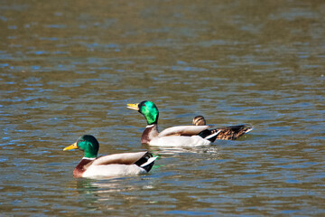Two ducks in the water in the park in the city on a bright spring day.