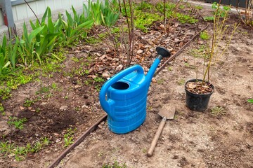 A blue watering can and gardening tools in a garden bed, ready for planting and care.