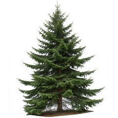 Fototapeta premium pine fir tree on white background