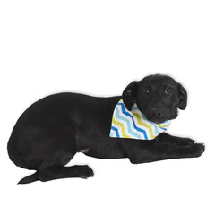 Black Dachshund Mix Wearing Striped Bandana on Studio Floor..