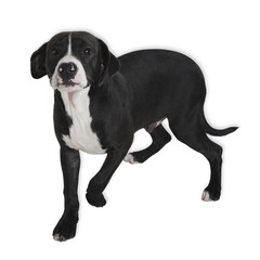 Black and White Boxer Mix Standing Alert on White Background..