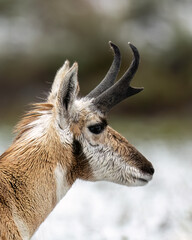 The pronghorn (Antilocapra americana) is a species of artiodactyl mammal indigenous to interior western and central North America.
