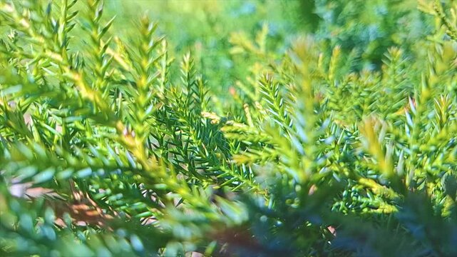 Branches of yellowish-green yew swayed by a light breeze. Evergreen conifer close-up.