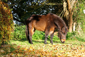 closeup of a cute little dark brown mini shetland pony standing in the garden and eating autumn leaves
