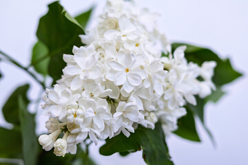 Close up of white blooming lilac with green leaves on white background