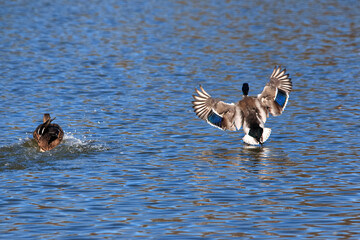 A duck lands on the water in a city park on a hot spring day