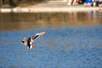 A duck lands on the water in a city park on a hot spring day