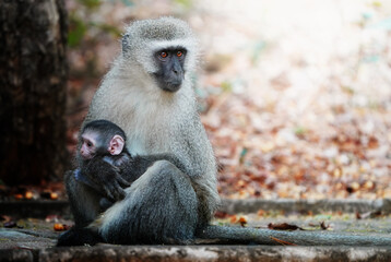 A vervet monkey sits sideways on a sidewalk, staring intensely at the camera with curious eyes; shallow depth of field isolates the subject in a surreal, realistic-dreamlike street scene.