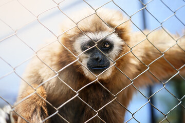 A white-cheeked gibbon looks directly at the camera through a chain-link fence, conveying a...