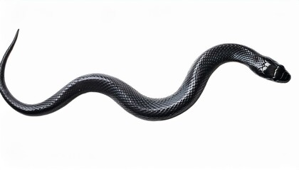 Fototapeta premium Black snake on white background