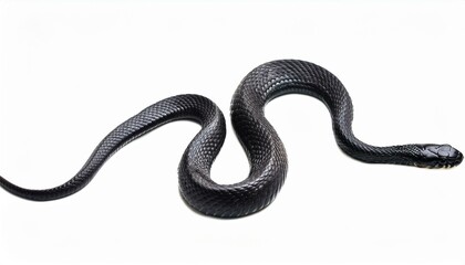 Fototapeta premium Black snake on white background