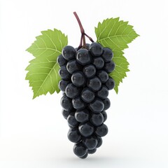 Fototapeta premium Luscious Black Grapes Vine with Fruit, Isolated, and White Background.