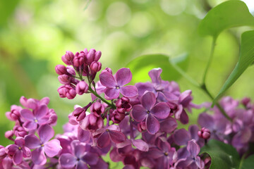 Pink-violet lilac bush bloom. Spring or summer background. Beautiful lilac bloom close-up. Natural background. Bright colorful flowers. Lilac bloom in a garden or park