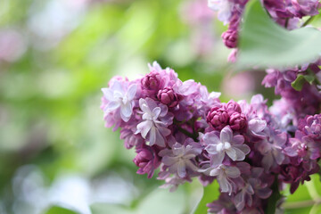 Pink-violet lilac bush bloom. Spring or summer background. Beautiful lilac bloom close-up. Natural background. Bright colorful flowers. Lilac bloom in a garden or park