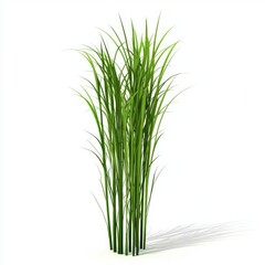Fototapeta premium Lush Green Ornamental Grass with Isolated on White.