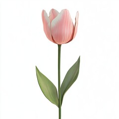 Fototapeta premium Elegant Pink Tulip Bloom Spring Flower Isolated.
