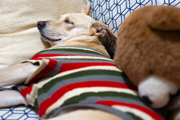 Mongrel dog sleeping on a sofa with teddy bear, wearing a striped outfit