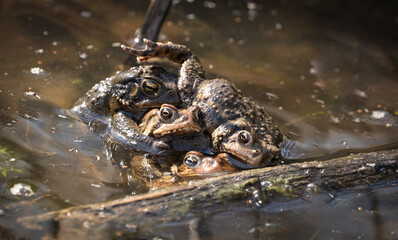 A toad ball with multiple mating Eastern American toads