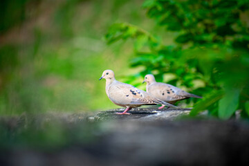 Pigeons
