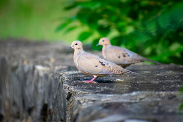 Pigeons