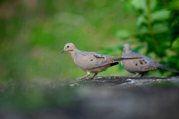 Pigeons