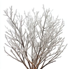 Obraz premium Frozen branches glistening in winter frost against a bright white background creating a serene and minimalist nature scene ideal for seasonal designs and artistic projects