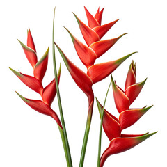 red palulu heliconia bihai flowers on transparent background png