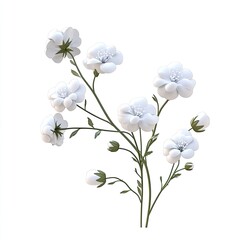 Fototapeta premium Elegant White Flowers with Spring Bloom, and Botanical Illustration.