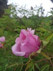 Close-up of a blooming deep magenta peony flower in a sunny garden. Vibrant spring blossom with lush petals and rich texture, surrounded by green foliage. Nature macro photography.