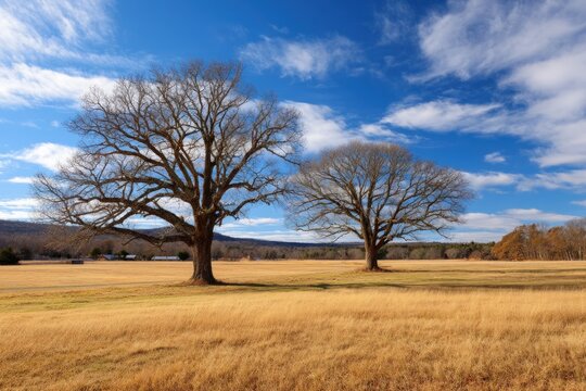 Golden autumn field with two bare trees and blue sky with some clouds on the horizon - Powered by Adobe