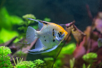Freshwater angelfish (Pterophyllum scalare)