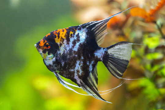 Freshwater angelfish (Pterophyllum scalare).