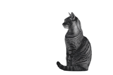 Isolated Gray Cat Sitting Profile