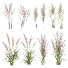 Pampas Grass Collection Elegant Botanical Illustrations.
