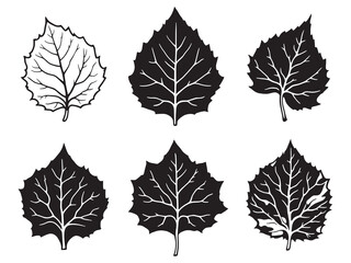 Elegant catalpa tree leaf drawing in black and white outline