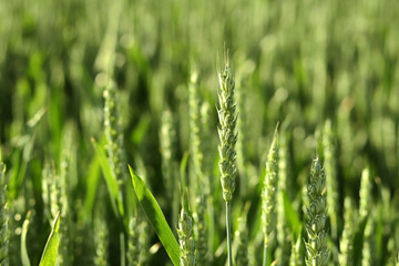 Agricultural field of green wheat with focus on the ear.
